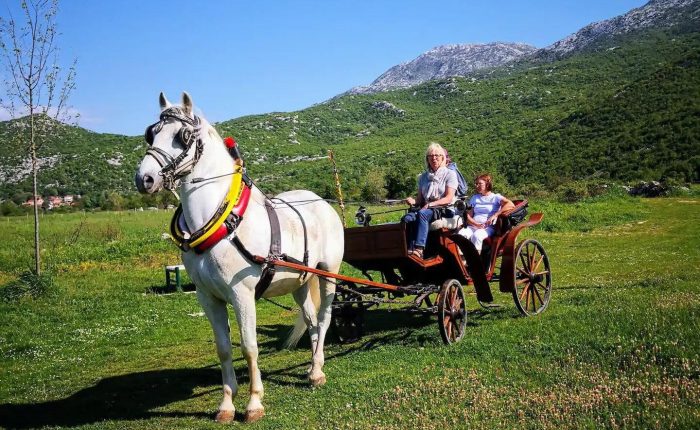 Horse carriage Dalmatian hinterland